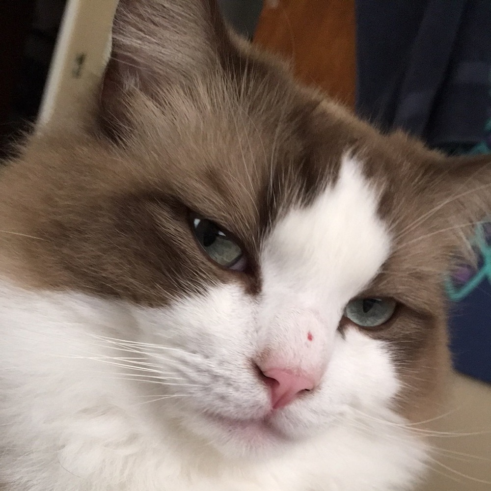 Meet your Posher, Deanna